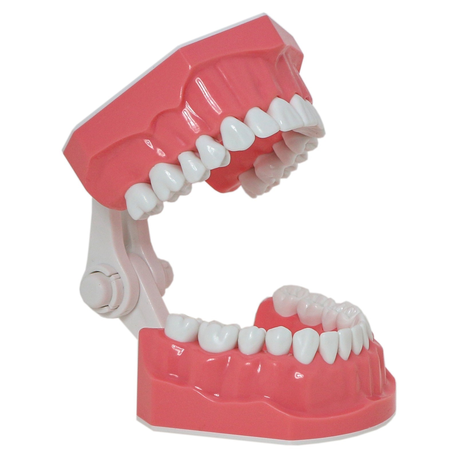 US Dental Orthodontic Model Brushing Flossing Practice Teeth Model with Brackets