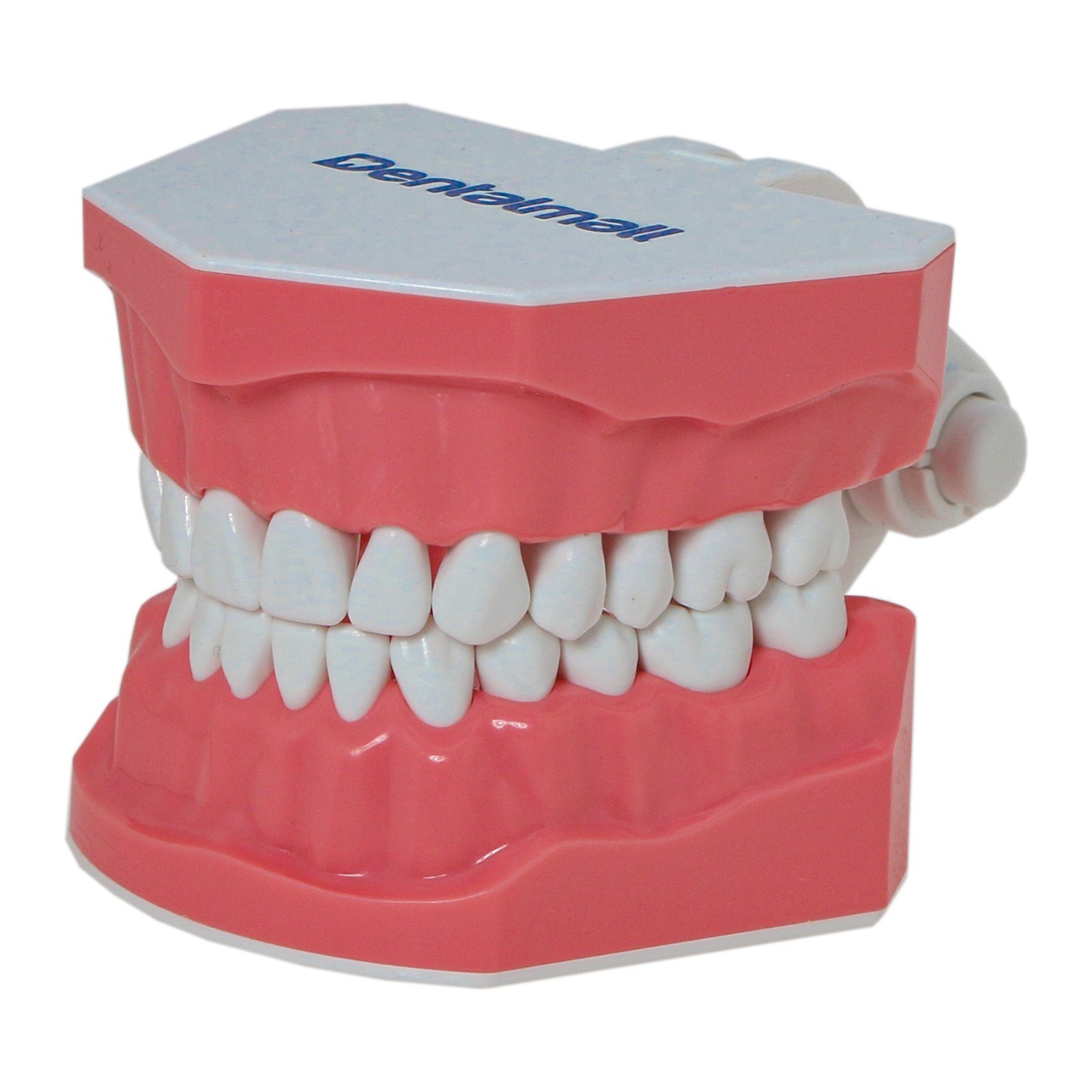 Dental Teeth Model Standard 1:1Brushing Flossing Practice Teaching Model M7010-1