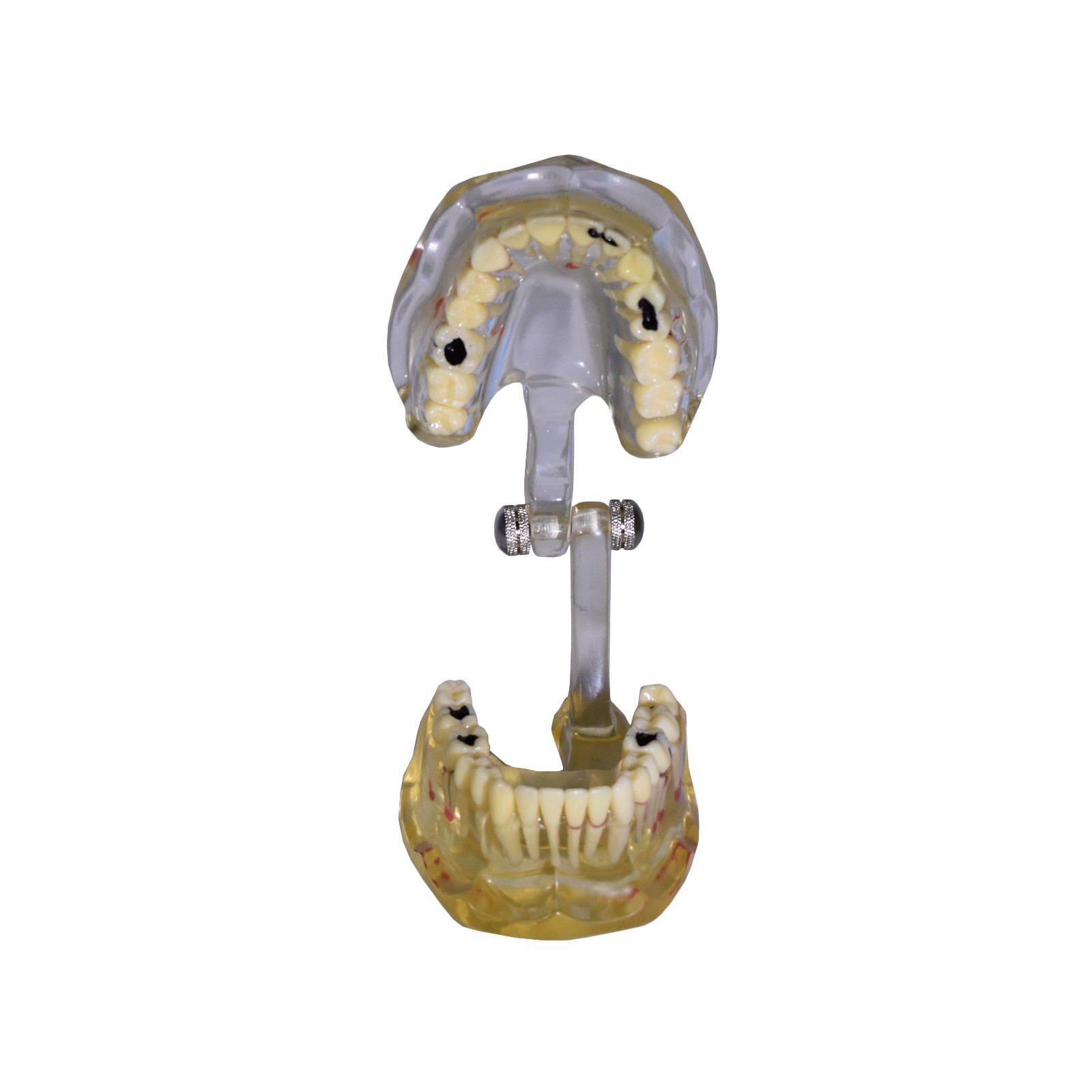 REDLAND Model Dental Demonstration Teeth Educational Model