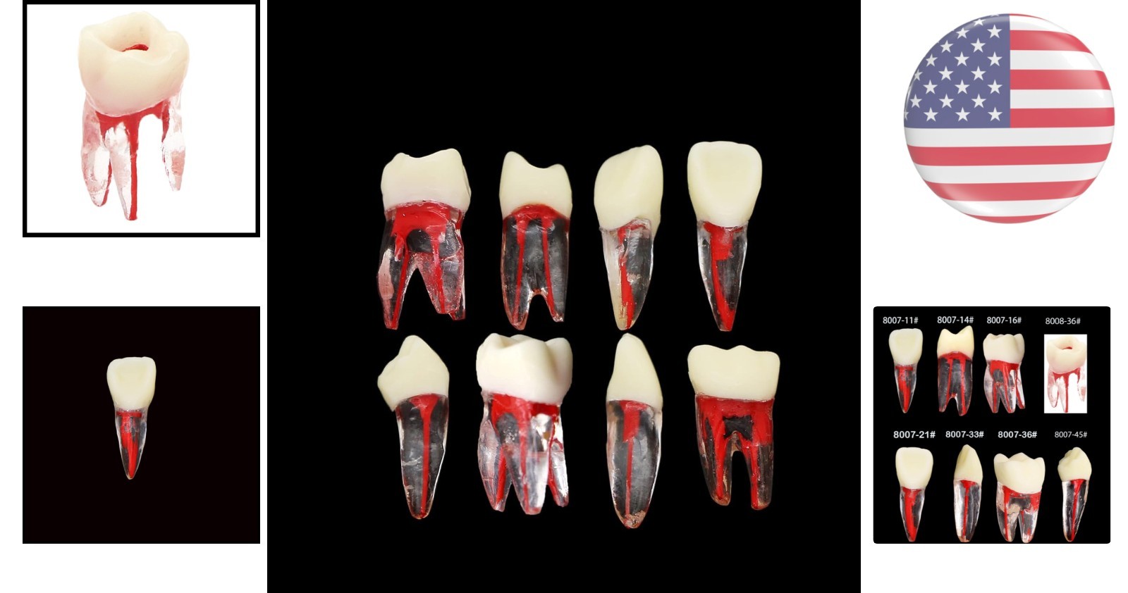 Lightweight 8-Pc Root Canal Models for Enhanced Dental Practice and Education