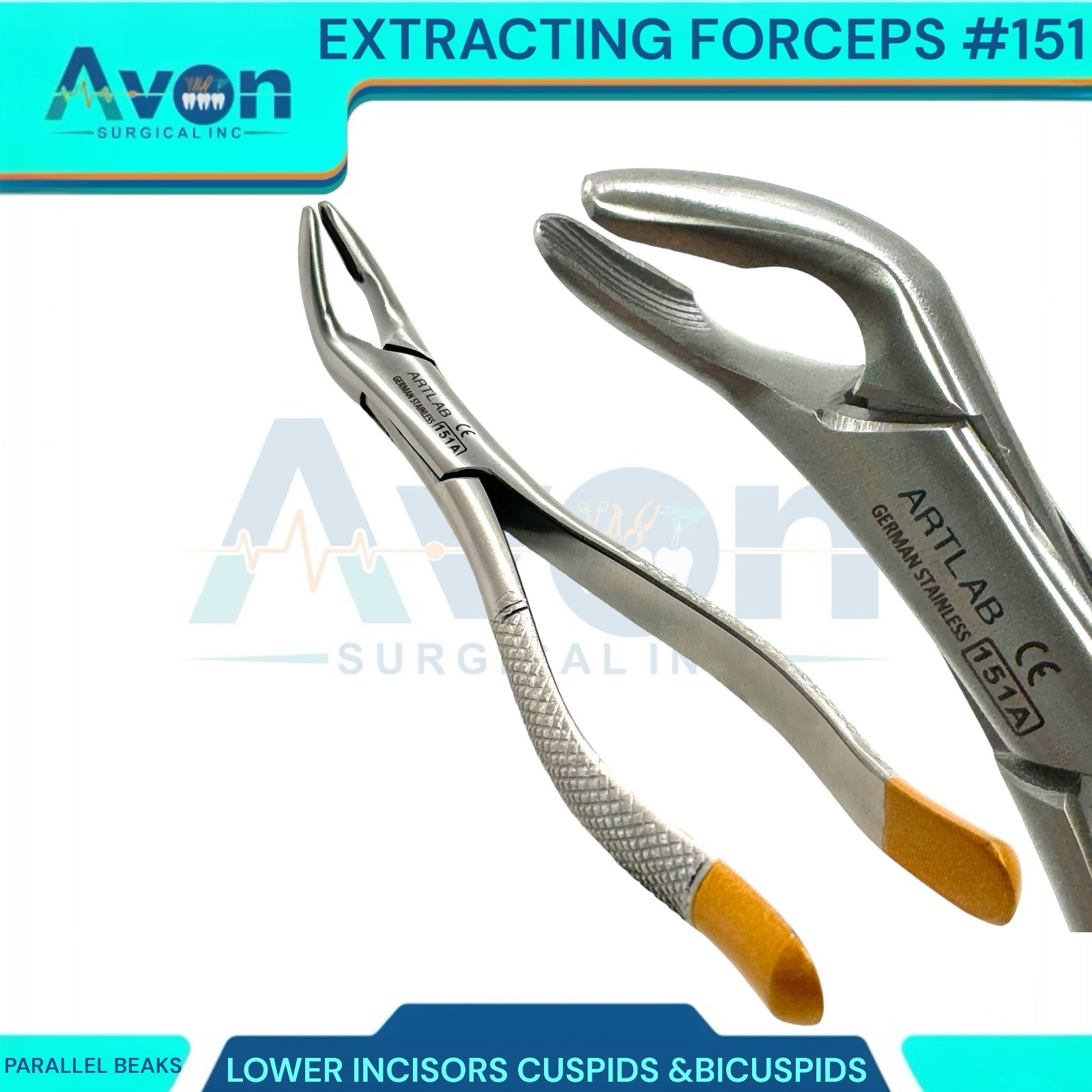 1PC – Dental Extraction Univeral Forceps #151A – Gold Tip Handle – Premium