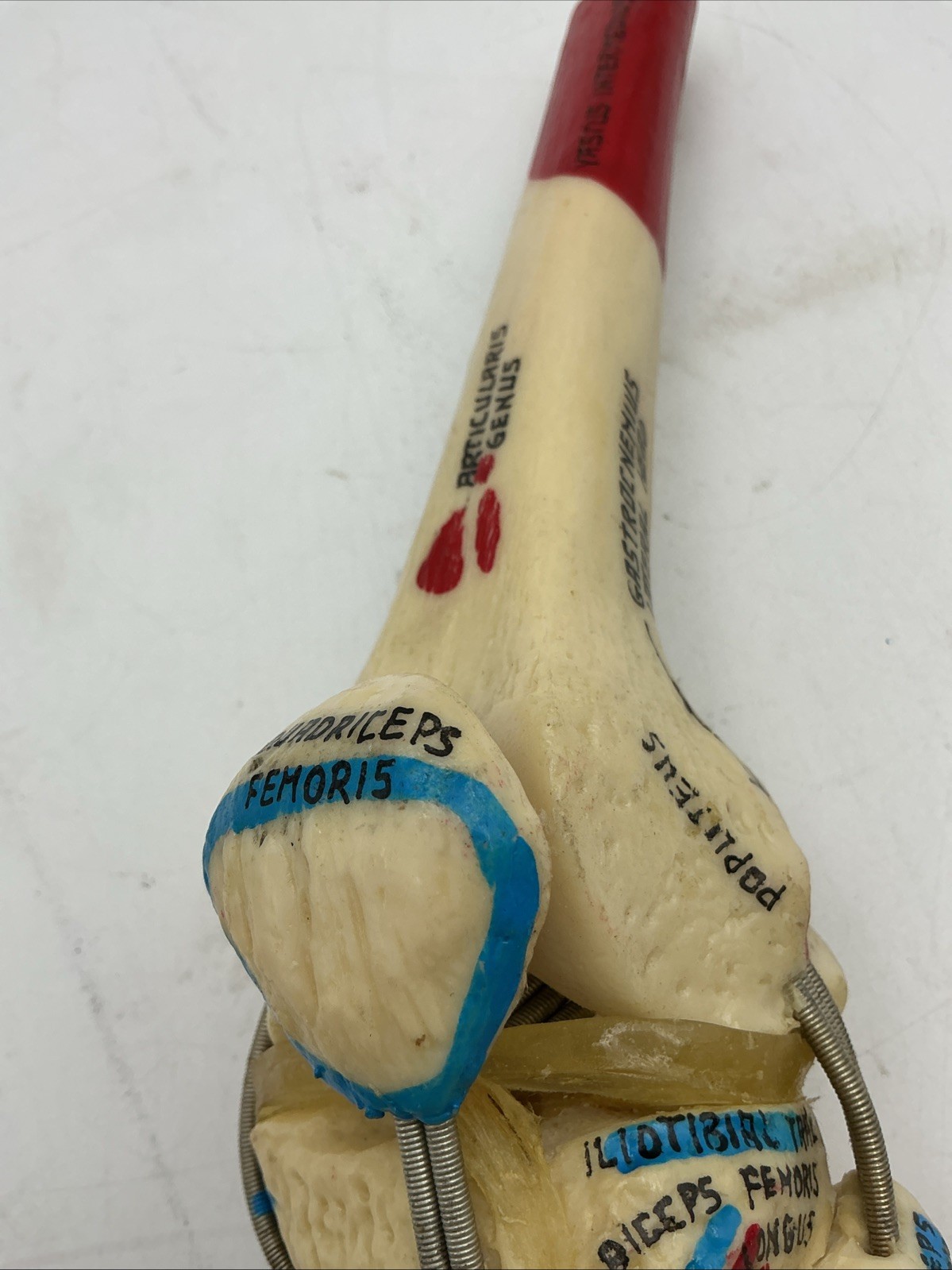 Medical Plastics Laboratory Functional Knee Joint Model with Muscle Attachments