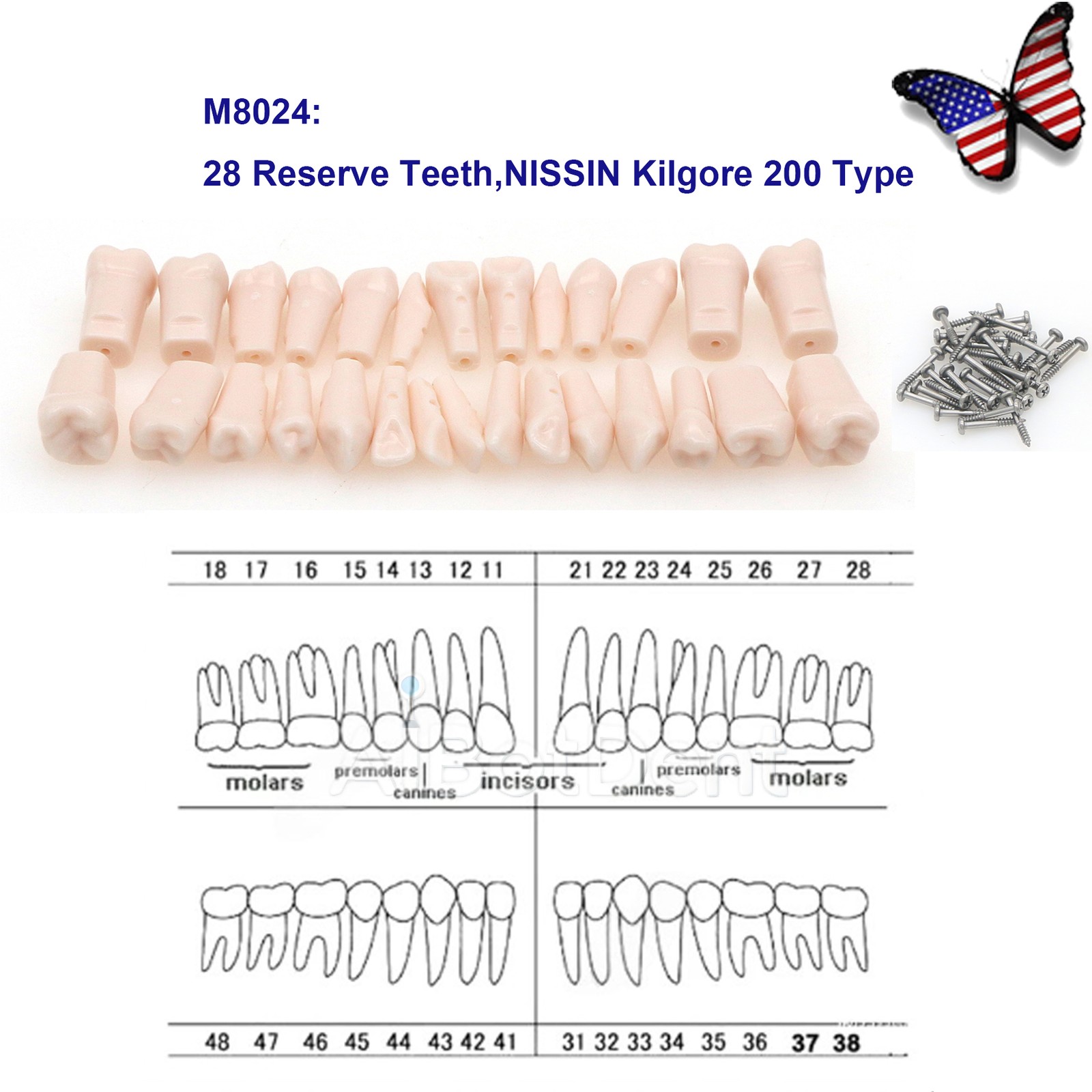 US Dental Overdenture/Implant/Orthodontic Typodont Ortho Training Teaching Model