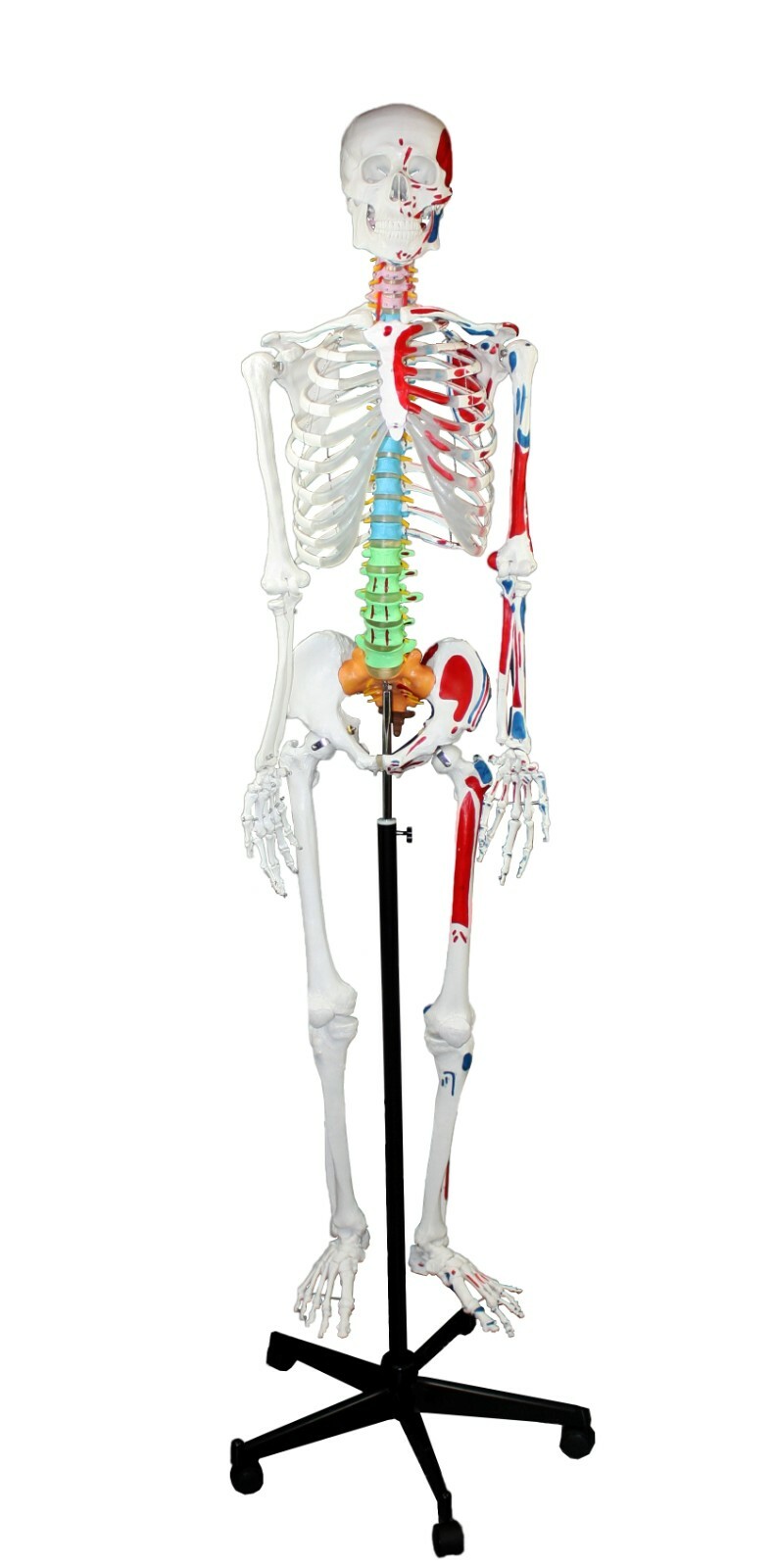 PARCO PB00008-DC Full Size Skeleton W Hand Painted Muscle, Color-Coded Vertebrae