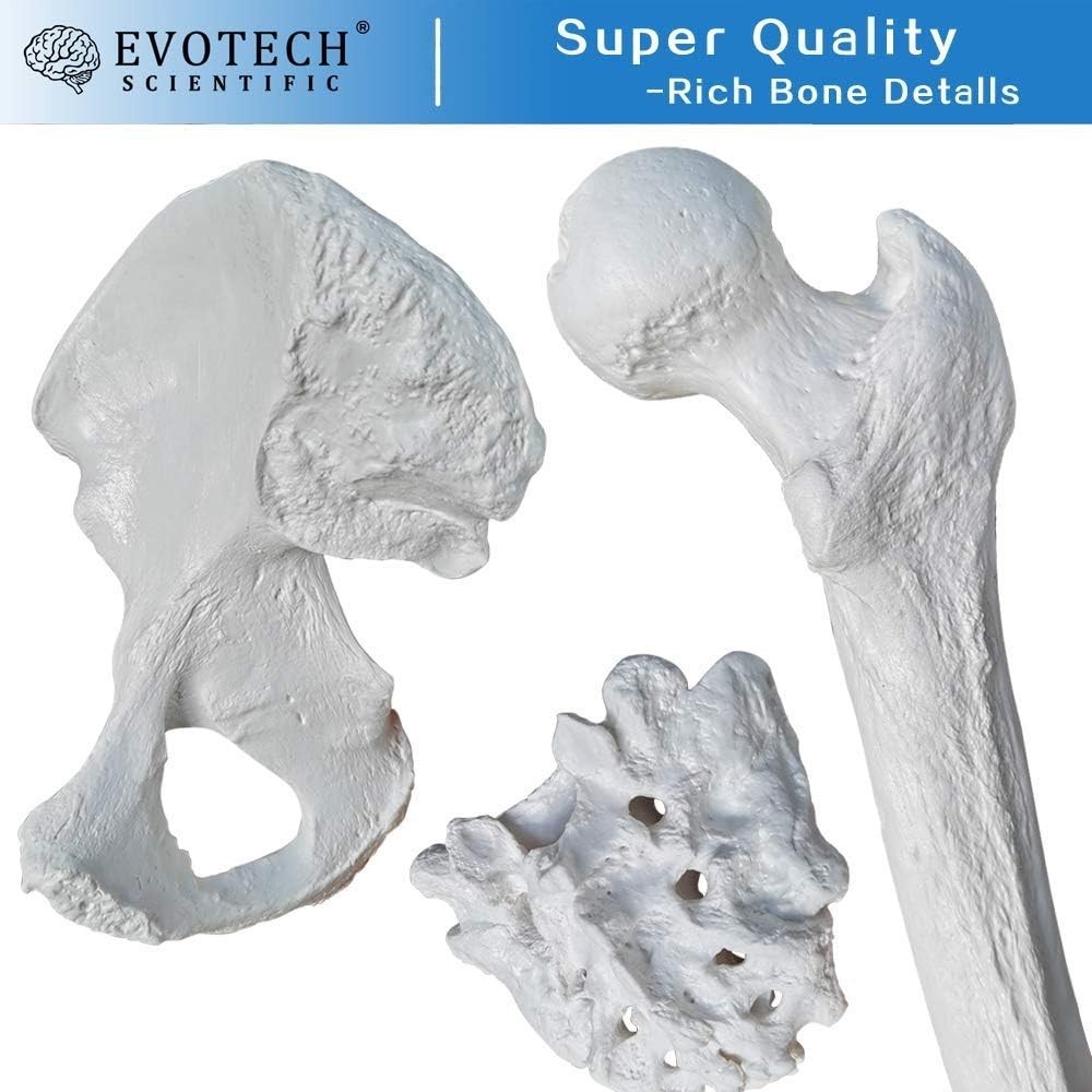 Lifesize Human Skeleton Model – 67″ High