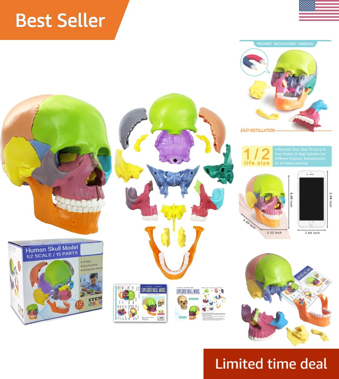 High-Detail Mini Human Skull Model – Engaging Learning Tool for All Seasons