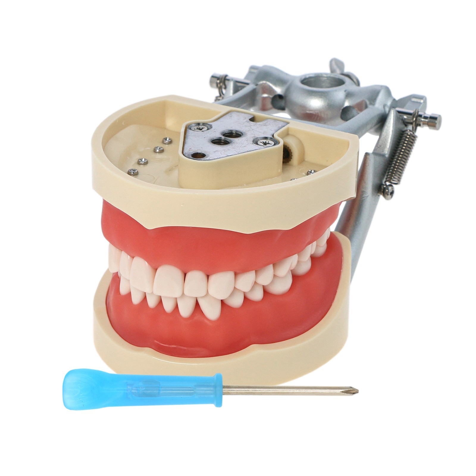 Kilgore Nissin 200/500 Dental Typodont Model With Removable Teeth Mounting Pole