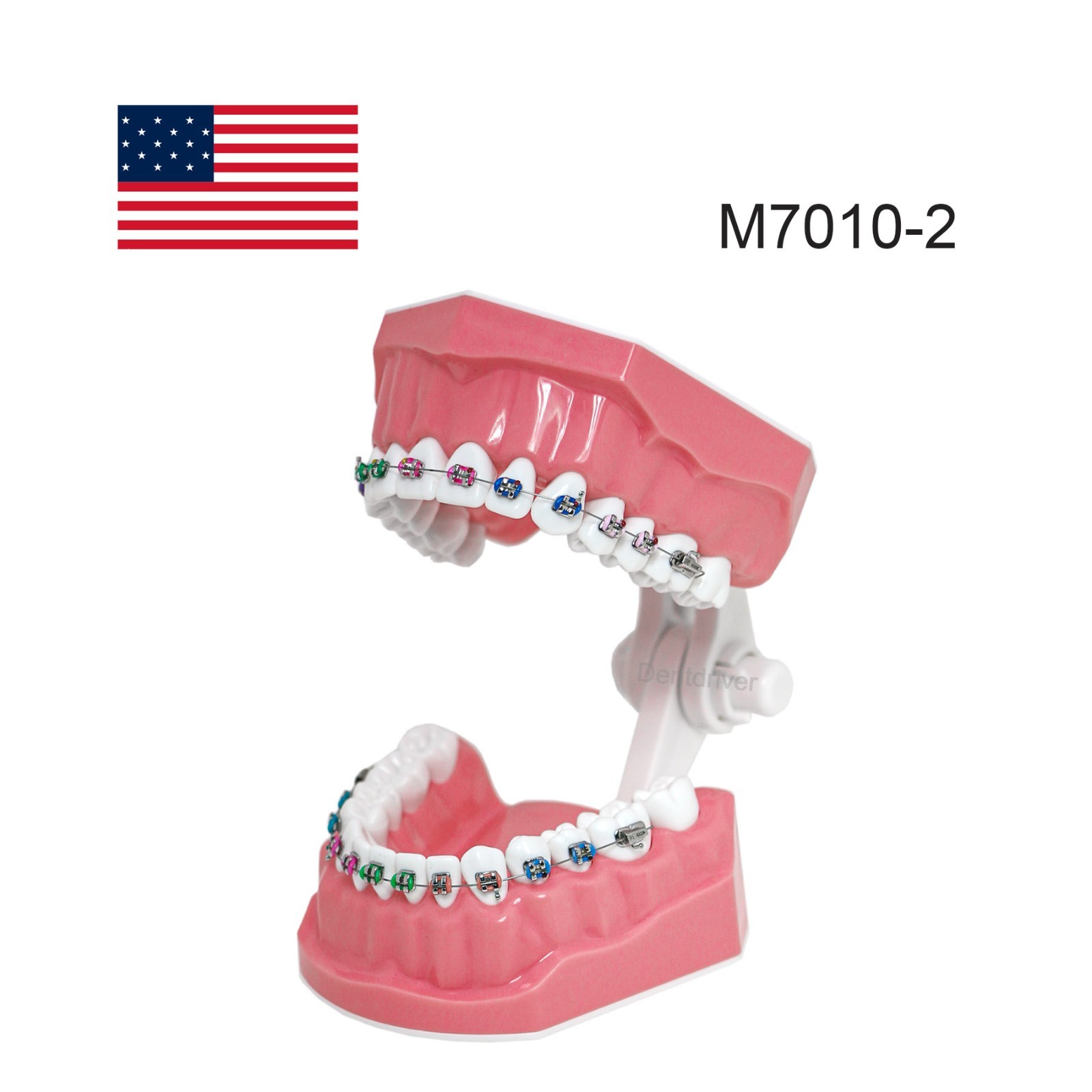 US M7010 Series Typodont M7010-1 Hygiene/M7010-2 Orthodontic Bracket Teeth Model