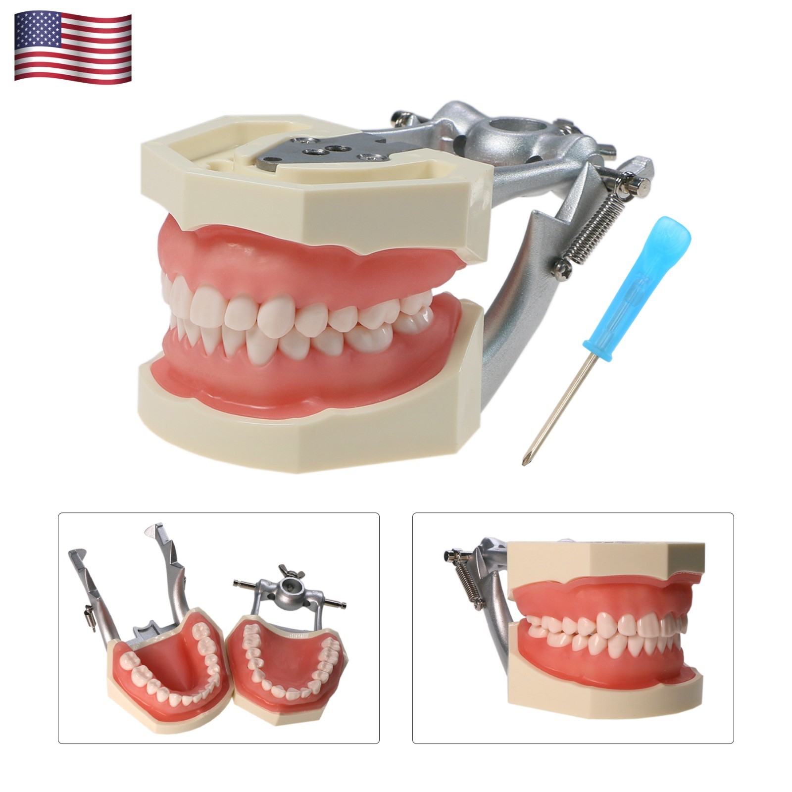 Kilgore Nissin 200/500 Dental Typodont Model With Removable Teeth Mounting Pole
