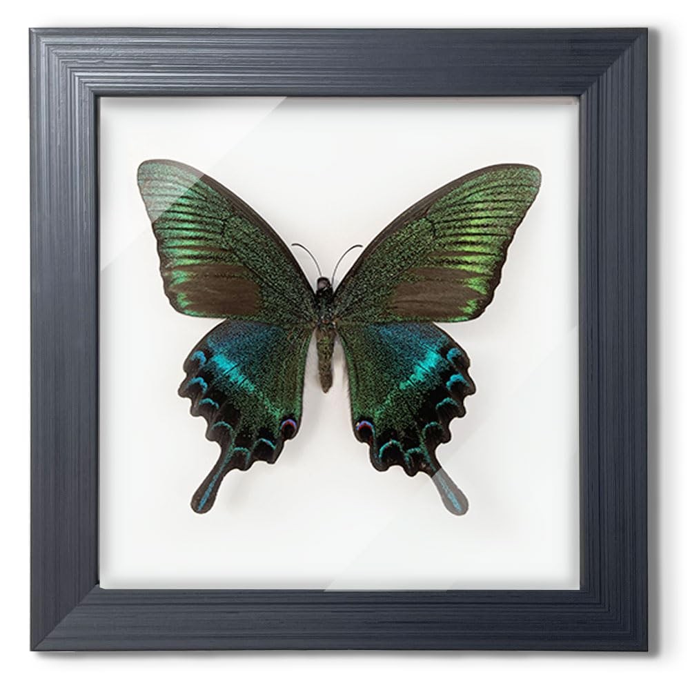 ITrixgan Taxidermy Framed Real Butterfly Taxidermy, 7″L x 7″W, Black