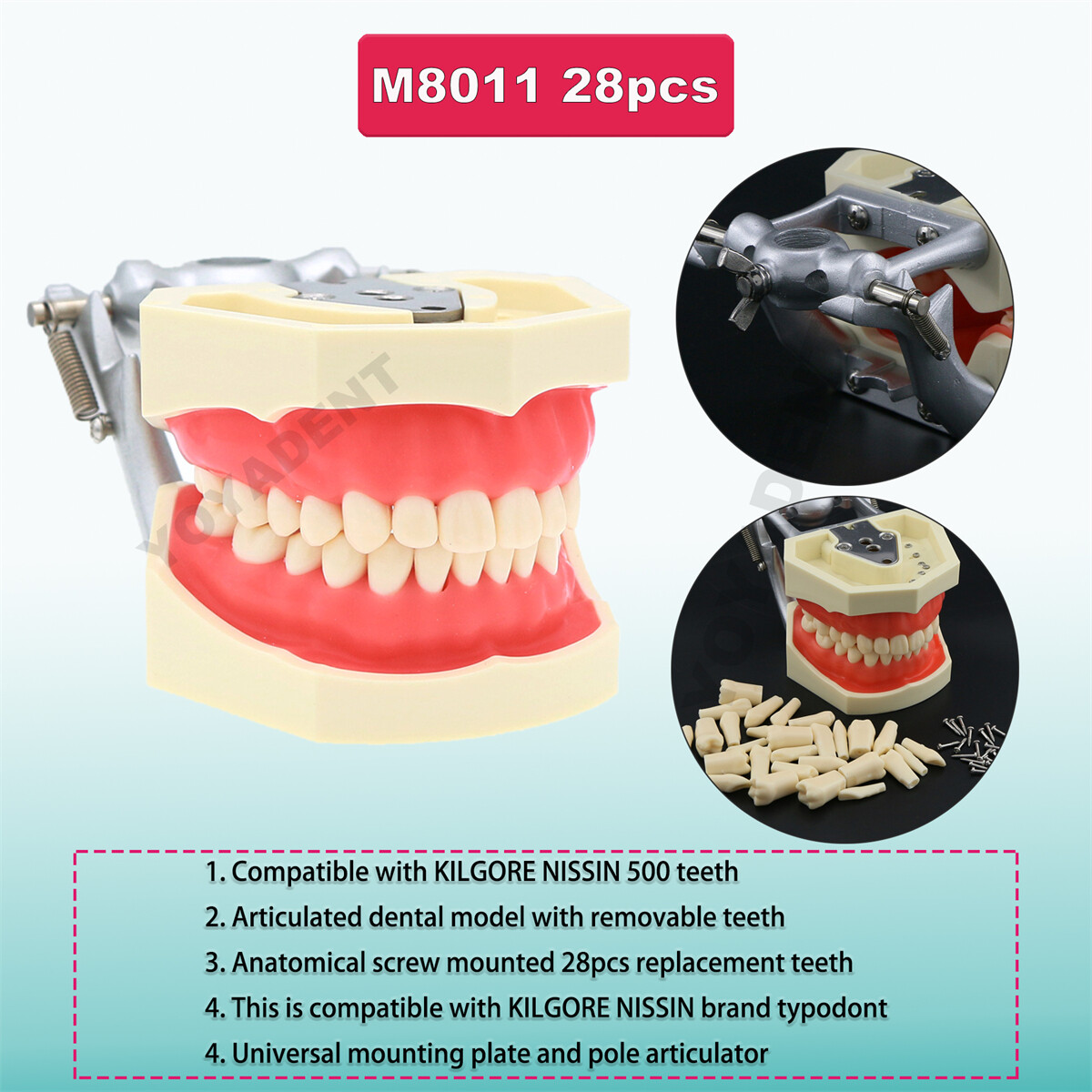For Kilgore Nissin 200 500Typ Dental Teeth Model Removable Teeth Replacement Set