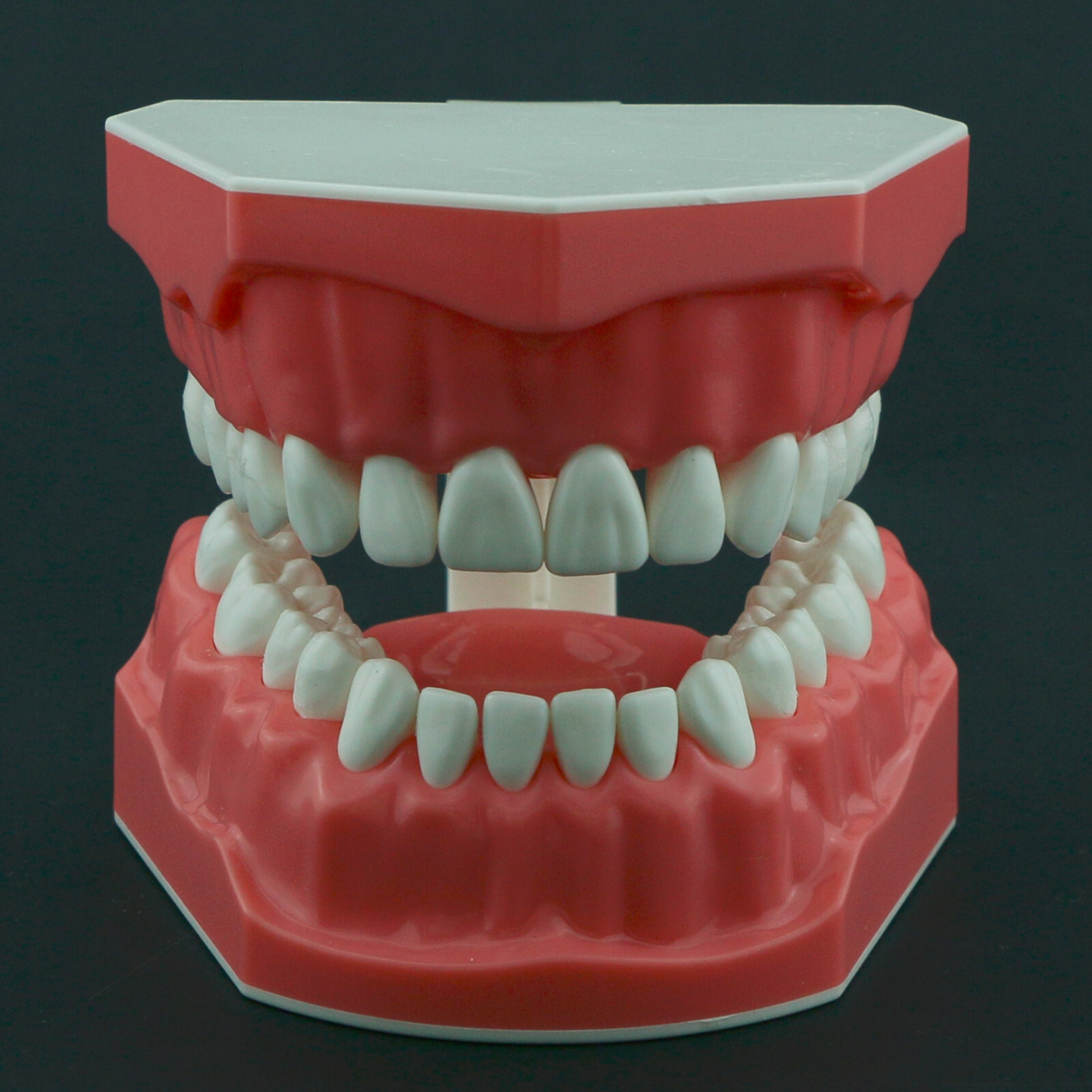 Dental Typodont Model Brushing Flossing Practice Teaching Studying Model M7010-1