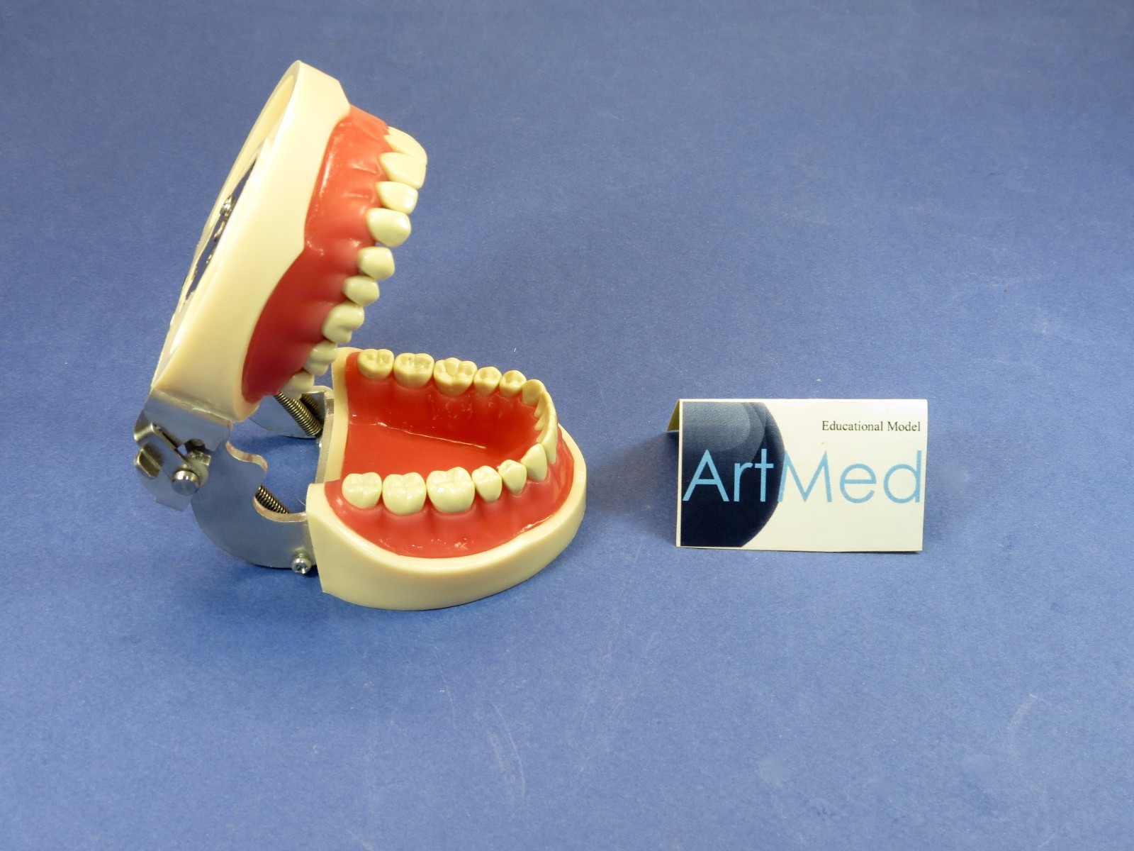 Typodont Dental Type Kilgore Nissin OM-200 With Metal Articulator (Not Plastic)